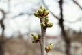 Early spring, buds swelled and spreads first leaves of fruit tree, white cherry