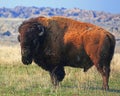 Early spring bull bufalo