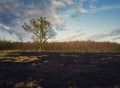 Early spring burned vegetation of a meadow near the forest. Dark ash on the land ground after grass fires. Natural disaster Royalty Free Stock Photo