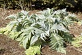 Early spring cardoon Royalty Free Stock Photo