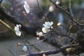 In early spring when the chill still lingers, plum blossoms have begun to bloom Royalty Free Stock Photo