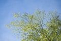 Early spring with closeup of first fresh green leaves of birch tree branches in sunlight on blue sky background Royalty Free Stock Photo