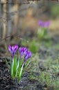 Early spring crocus flowers Royalty Free Stock Photo