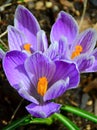 Early spring crocus flowers Royalty Free Stock Photo