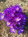 Crocus vernus, Iridaceae â Crocoideae. Early spring flowers. Royalty Free Stock Photo