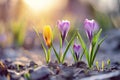 Early spring crocuses emerging from frosty soil at sunrise with soft light casting gentle shadows Royalty Free Stock Photo