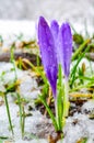 Early spring Crocuses Royalty Free Stock Photo