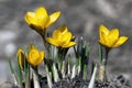 Early Spring Crocuses - Yellow Royalty Free Stock Photo