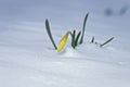 Daffodil Flower Covered in Snow Royalty Free Stock Photo