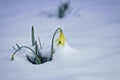 Yellow Daffodil Covered in Snow Royalty Free Stock Photo