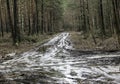 Early spring dirty forest road