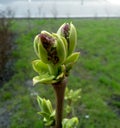 Early spring. Disclosing the little lilac Bud