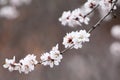 Mountain peach blossoms bloom all over the branches..