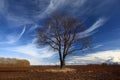 early spring in field Royalty Free Stock Photo