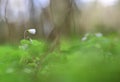 In the forest the first green.