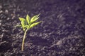 Early spring first green sprout from the ground spring glows from the rays of the sun background Royalty Free Stock Photo