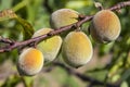 Early spring first peach fruits on the branch