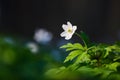 Early spring flower anemone nemorosa on the background of bokeh green grass. Floral spring background. Concept of nature rebirth. Royalty Free Stock Photo