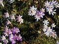 Spring flower blossom of Croci in sunlight, spring season nature Royalty Free Stock Photo