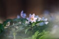 Early spring flower pink anemone nemorosa on the background of bokeh green grass. Majestic nature wallpaper with forest flowers. Royalty Free Stock Photo