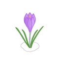 Early spring flower purple Crocus grows on thawed patch. Simple multicolored hand-drawn in doodle style.