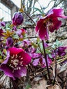 Early spring flower Purple hellebore