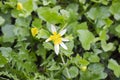 Early spring flower with yellow white petals Royalty Free Stock Photo