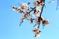 Early spring flowering apricot close up Royalty Free Stock Photo