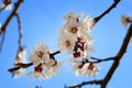 Early spring flowering apricot close up Royalty Free Stock Photo