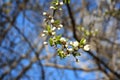 Early spring flowering apricot close up Royalty Free Stock Photo