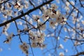 Early spring flowering apricot close up Royalty Free Stock Photo