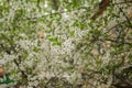 Early spring flowering cherry. Beautiful white flowers.