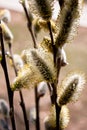 Early spring flowering male catkins, pussy willow, grey willow, goat willow. Branches with Expanded buds for Easter decoration. Royalty Free Stock Photo