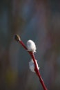 Close-up of Willow twig as a spring symbol, outdoor. Royalty Free Stock Photo