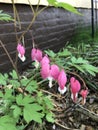 early spring flowers bloom every year, pink bleeding hearts Royalty Free Stock Photo