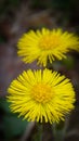 Early spring flowers coltsfoot Royalty Free Stock Photo