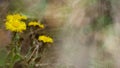 Early spring flowers coltsfoot Royalty Free Stock Photo