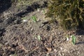 Early spring flowers of common snowdrops in garden Royalty Free Stock Photo