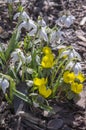 Early spring flowers Eranthis hyemalis and galanthus nivalis flowering together in sunlight in garden Royalty Free Stock Photo