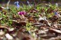 Violets and Blue Snowdrops on the forest floor Royalty Free Stock Photo
