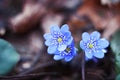 Early spring flowers hepatica Royalty Free Stock Photo