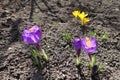 Early spring flowers - purple and yellow Crocus vernus in bloom Royalty Free Stock Photo