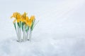 early spring flowers, yellow crocuses blooming in the snow Royalty Free Stock Photo