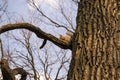 Early spring. Fluffy squirrel with light gray fur and red ears, sitting on a branch eating a nut let.