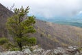 Early spring foggy view on top of Stony Man Mountain in Shenandoah National Park in Virginia Royalty Free Stock Photo