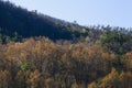 Early Spring Foliage, Wears Valley, TN Royalty Free Stock Photo