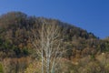 Early Spring Foliage, Wears Valley, TN Royalty Free Stock Photo