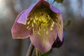 Early spring forest blooms hellebores, Helleborus purpurascens. Purple wildflower in nature. Hellebore macro details