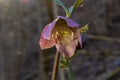 Early spring forest blooms hellebores, Helleborus purpurascens. Purple wildflower in nature. Hellebore macro details
