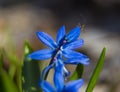 Early spring in forest.  Blue wild flower with  little bug close up Royalty Free Stock Photo
